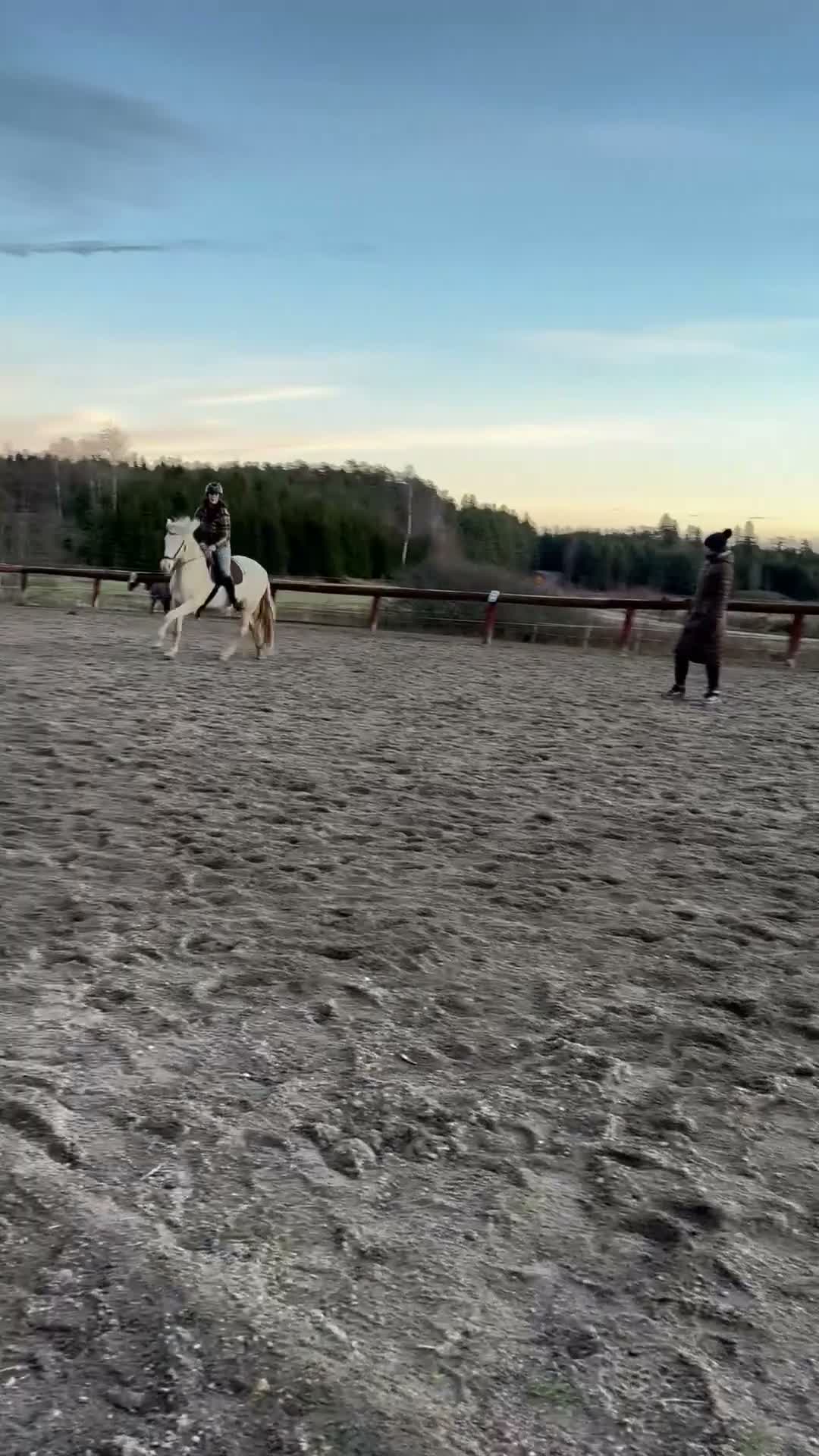 Allround hästar till salu: Svenskfödd PRE-valack med stor personlighet - Video 3
