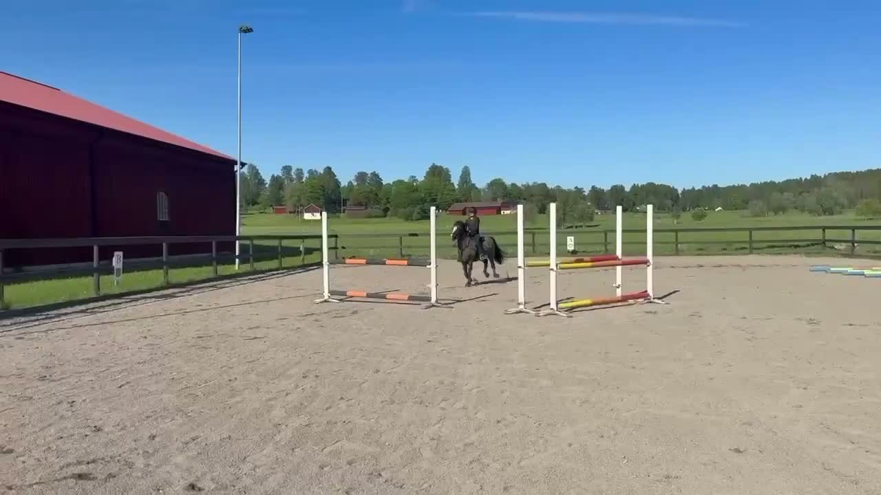 Hoppning hästar till salu: 🐴 Calle Skipper söker sin nästa ryttare 💙 - Video 2
