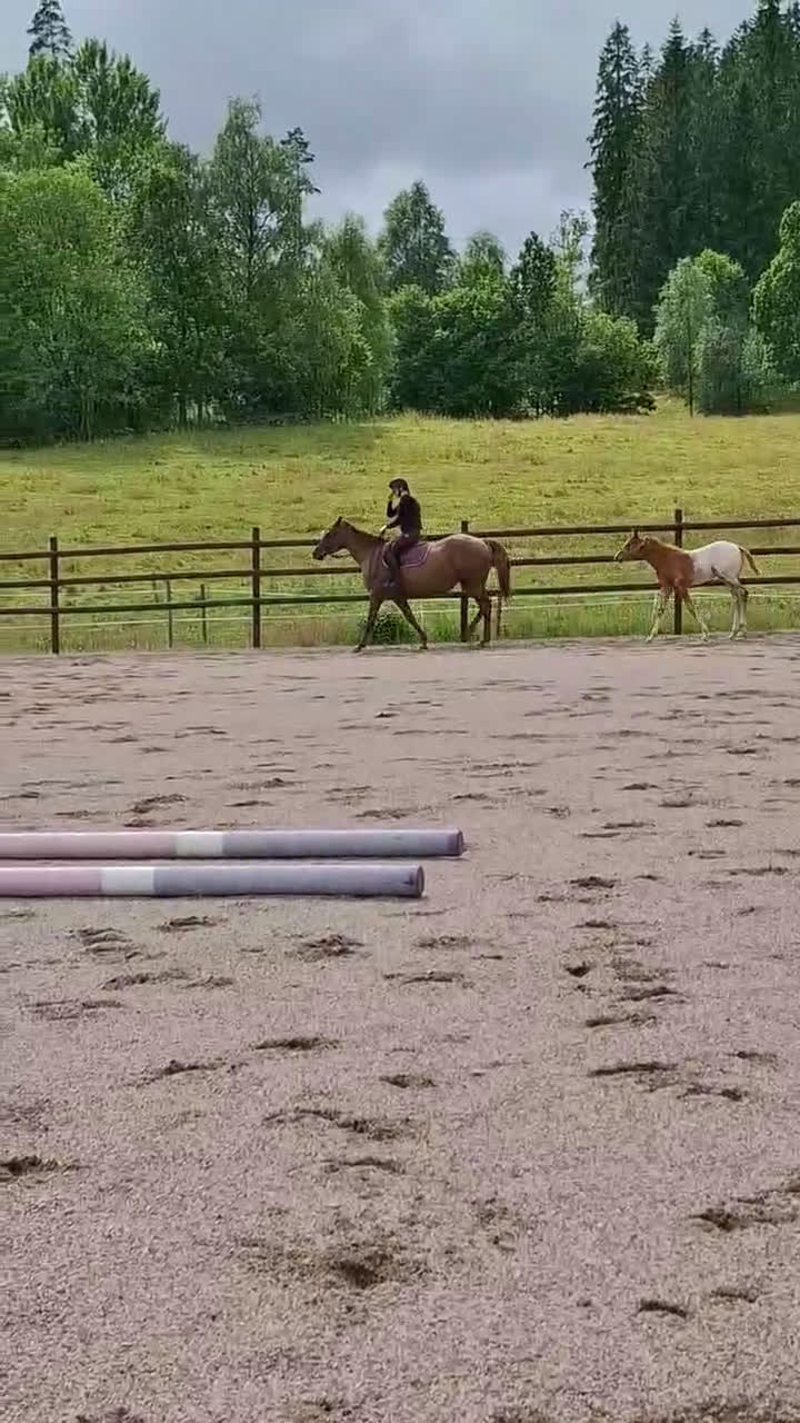 Allround hästar till salu: Trevligt Appaloosa sto i Sävsjö - Video 1