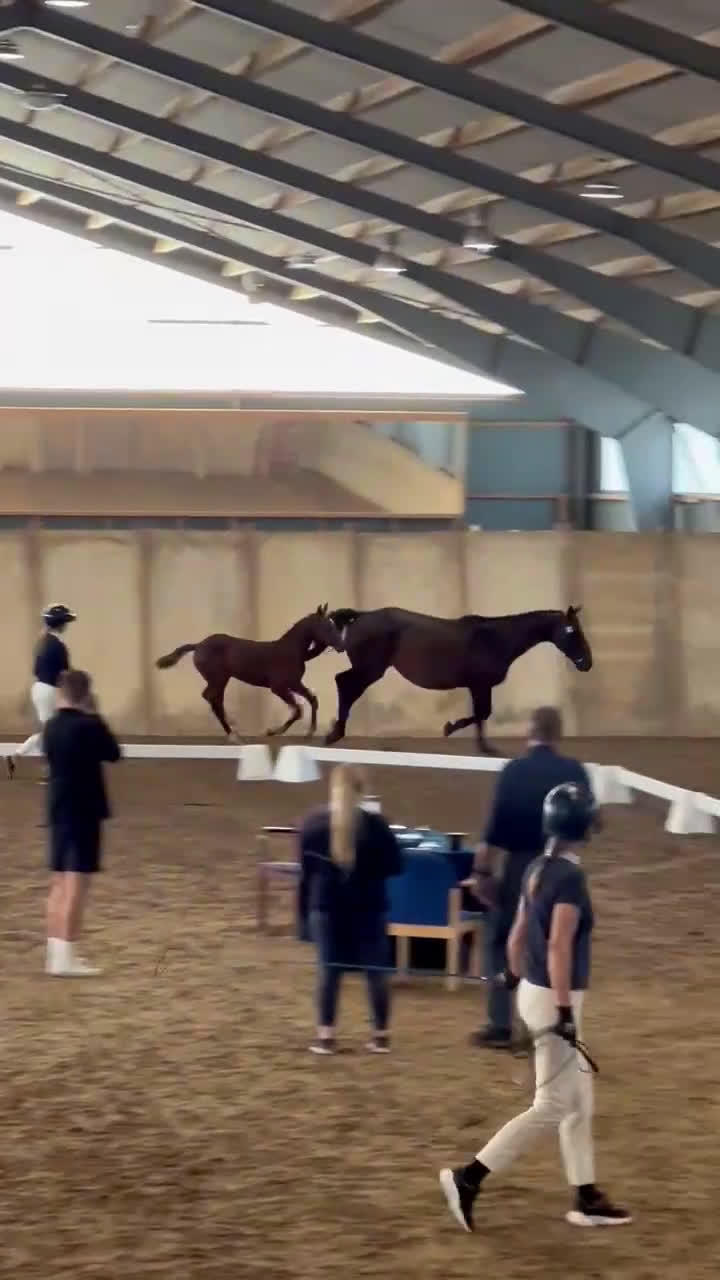 Hoppning hästar till salu: Premieföl med 9 i exteriör, stark hoppstam i Kisa - Video 1