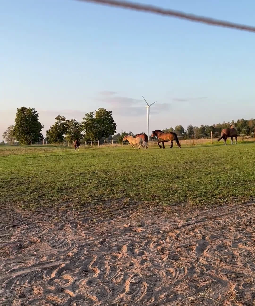 Allround hästar till salu: Den ultimata barnponnyn  - Video 4