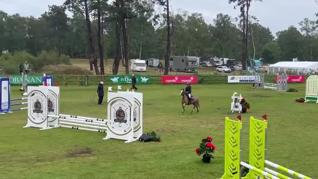 Dressyr hästar till salu: Vacker och genom-snällt welshsto - Video 1