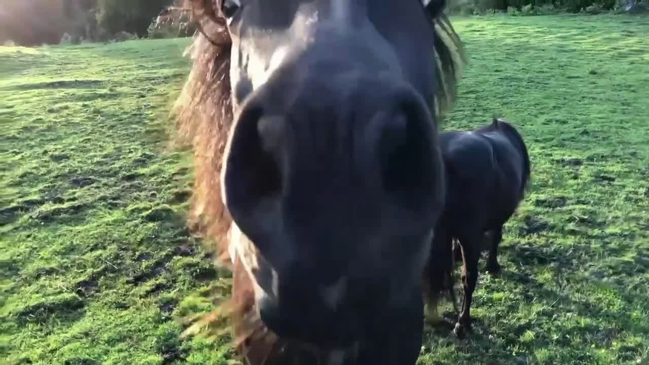 Sällskap hästar till salu: Två Solstrålar som sällskap/ ev hobbyridning i Laholm - Video 2