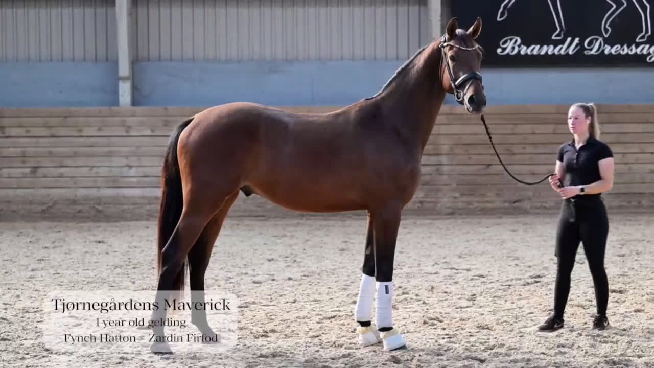 Dressyr hästar till salu: Fantastisk dressur emne - Video 1