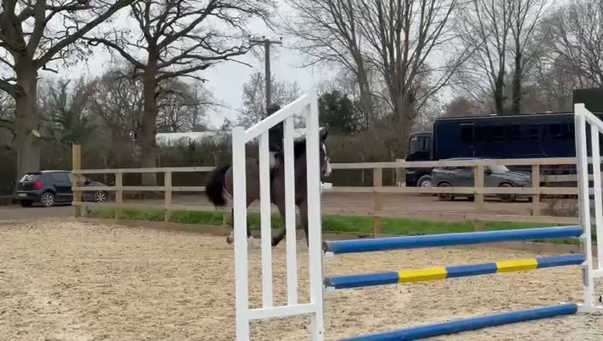 Hoppning hästar till salu: En riktig gentleman 6år  i Valbo - Video 1