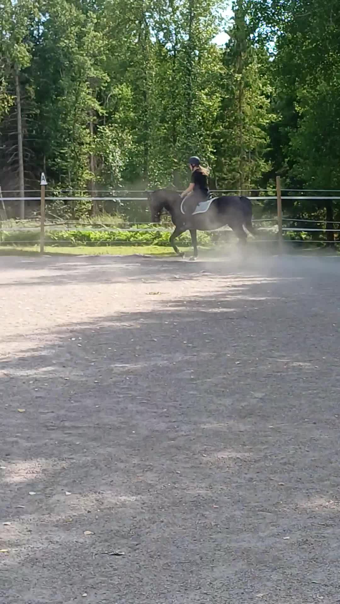 Allround hästar till salu: Snäll och trygg bästa vän - Video 2