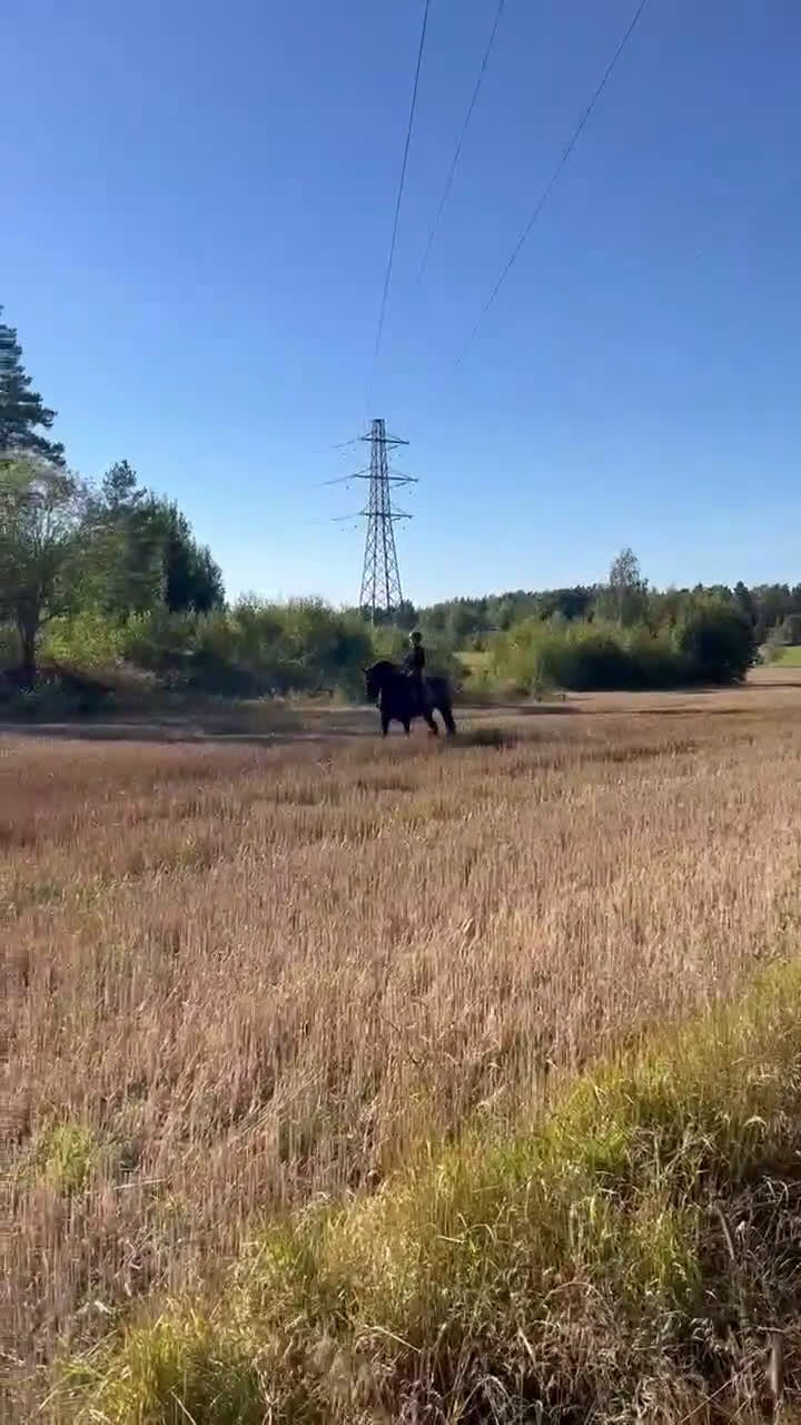 Dressyr hästar till salu: Frieser sto i Oxelösund - Video 1
