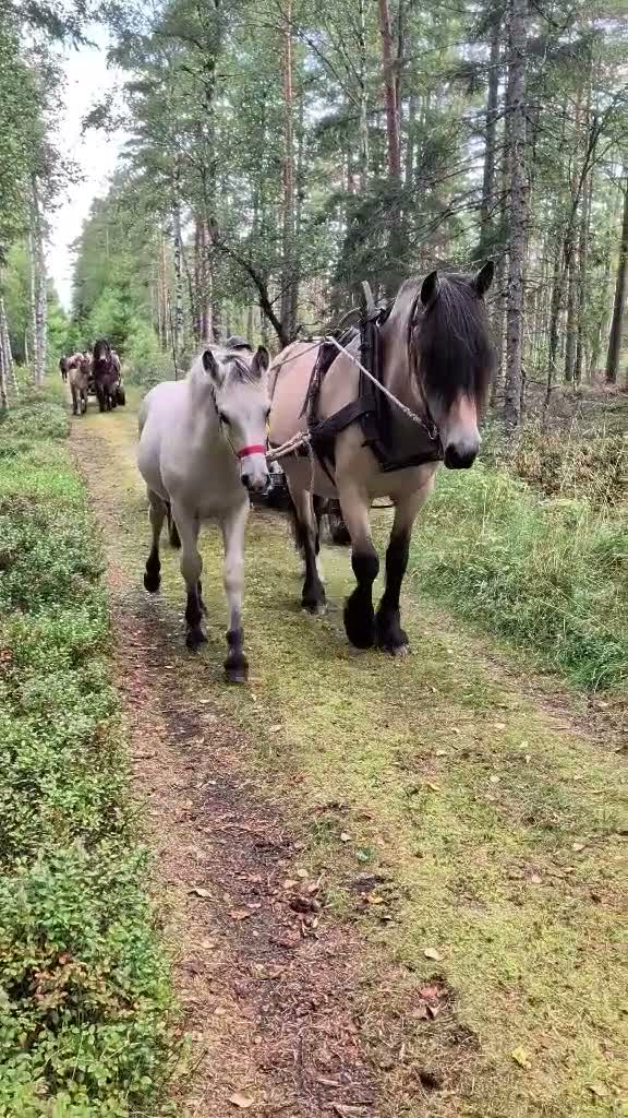 Allround hästar till salu: Nordsvensk brukshäst hingstföl i Mårdaklev - Video 2