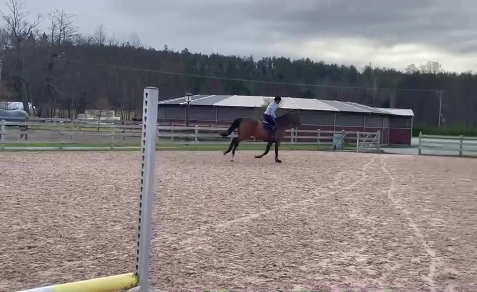 Dressyr hästar till salu: SWB 6 årig valack Hopp/Dressyr grundskolad - Video 2