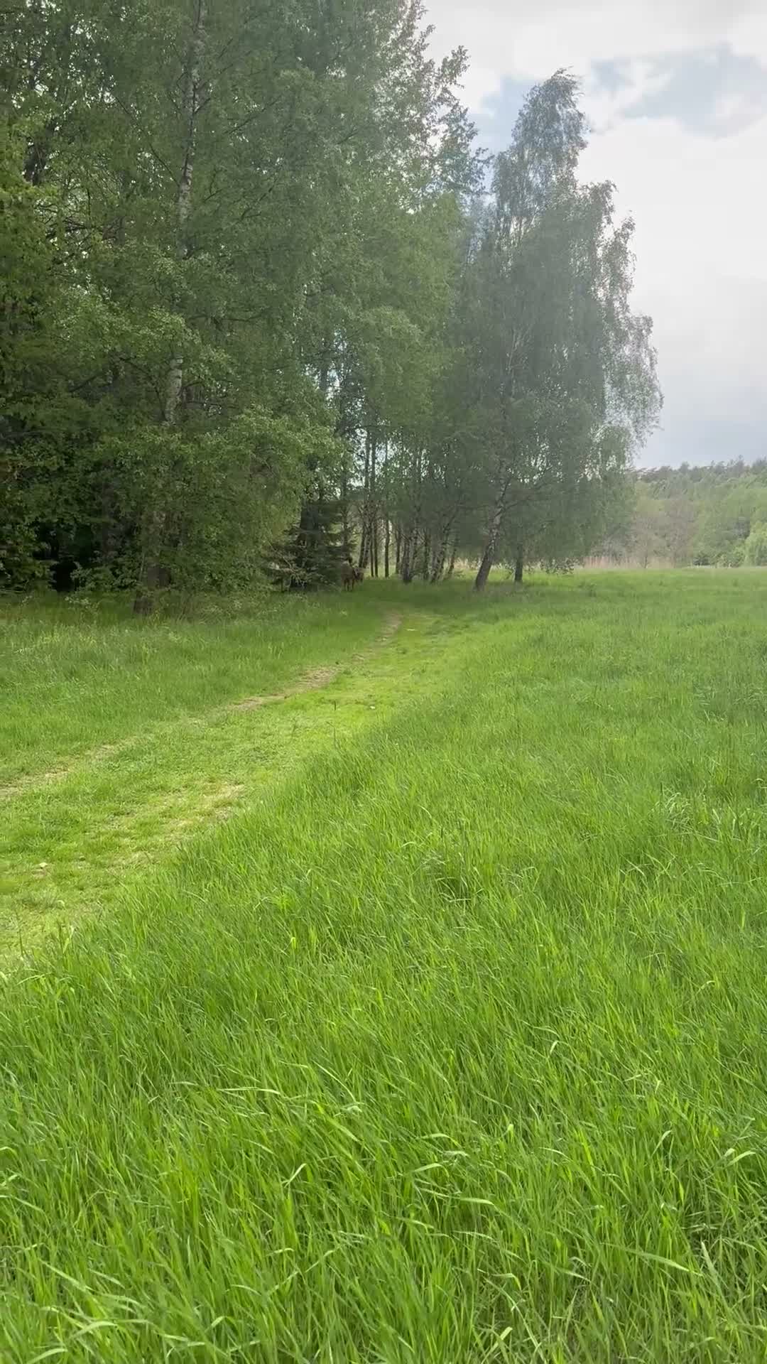 Island hästar till salu: Fantastiskt fint islandssto – 14 år  - Video 1