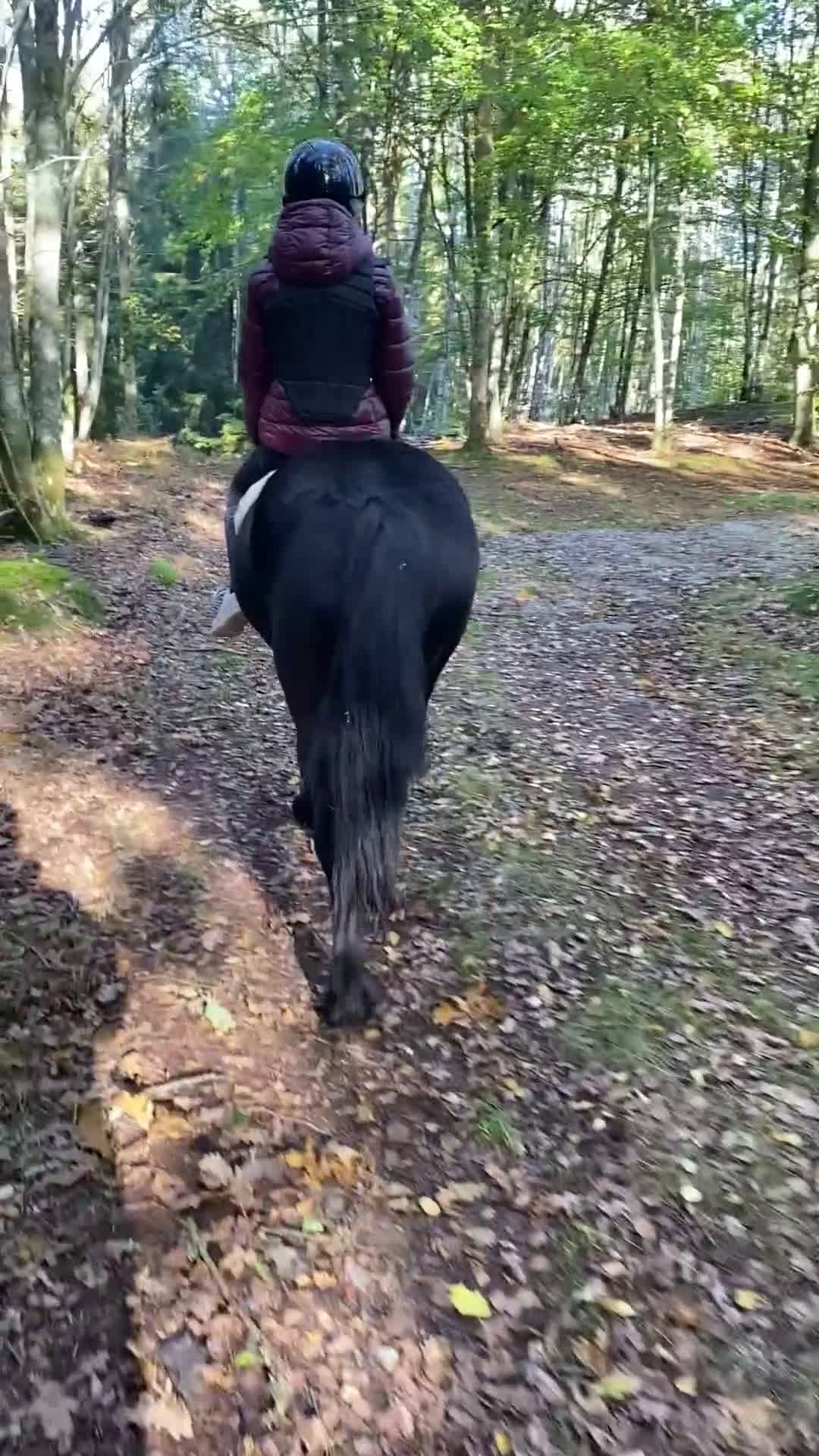 Allround hästar till salu: Härlig skogsmulle i Växjö - Video 2