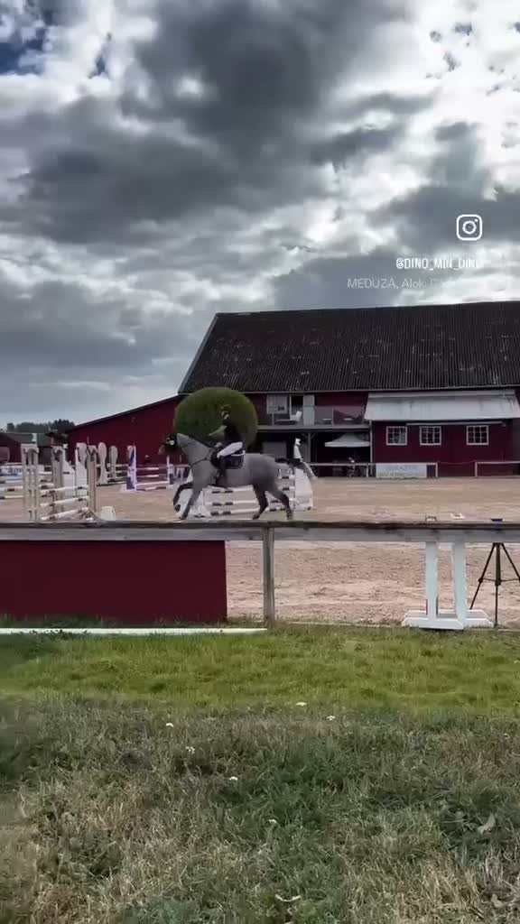 Hoppning hästar till salu: Framtida talang hopp/fältävlan - Video 2