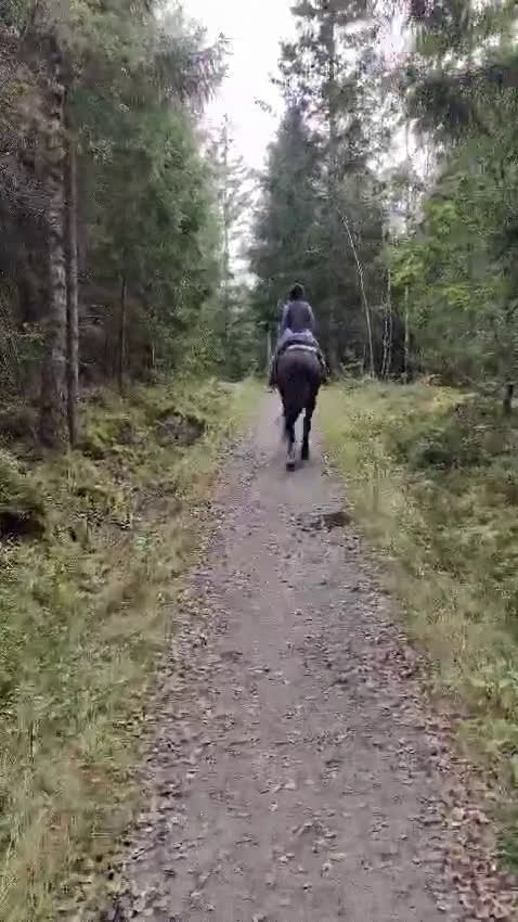 Allround hästar till salu: Fantastiskt sto söker nytt hem i Stenkullen - Video 2