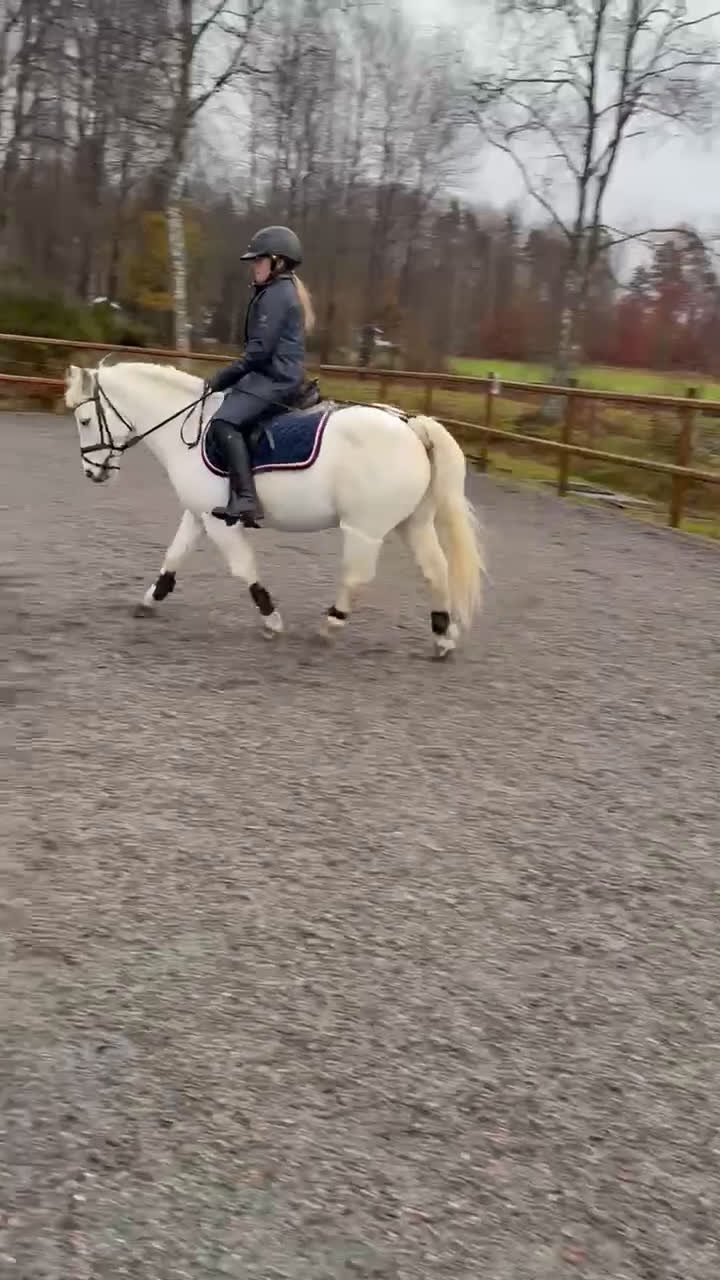 Allround hästar till salu: Vår goa Paddy söker kärleksfullt hem i Ulricehamn - Video 1