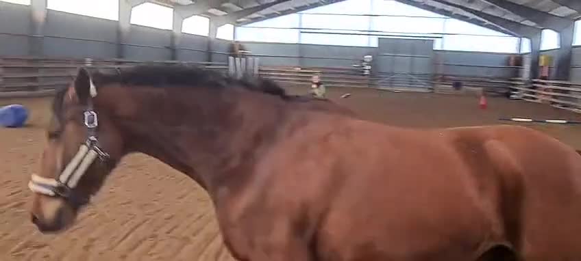 Allround hästar till salu: Allround hästen.  - Video 2