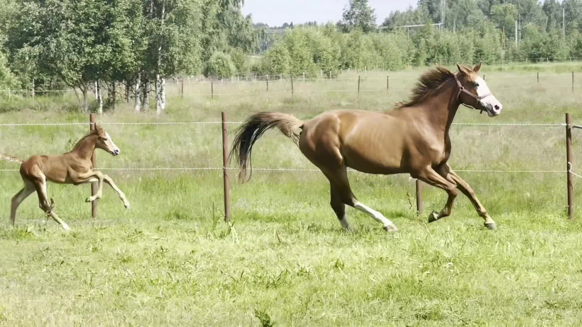 Hoppning hästar till salu: *Unikt tillfälle* Vackert stoföl med toppstam - Video 1