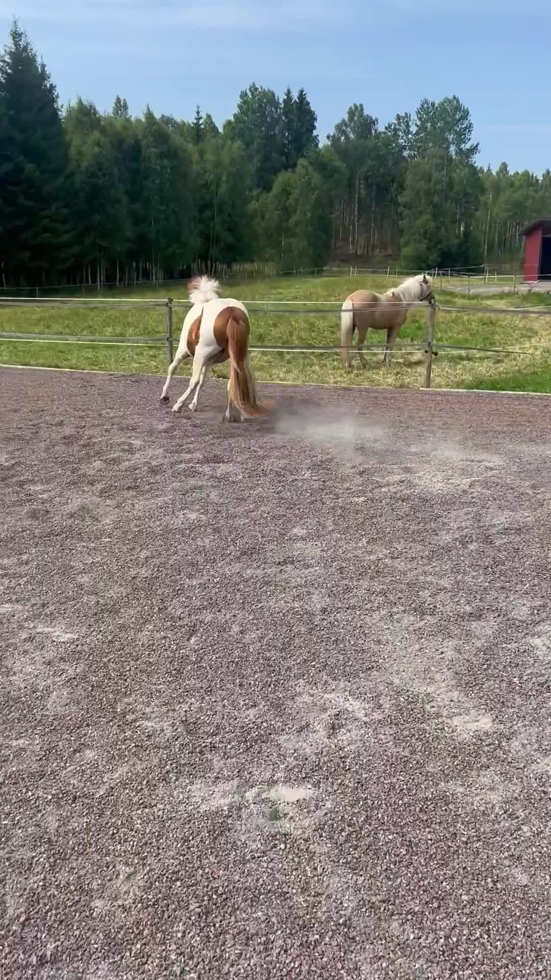Island hästar till salu: Fint islandssto 2år  - Video 2