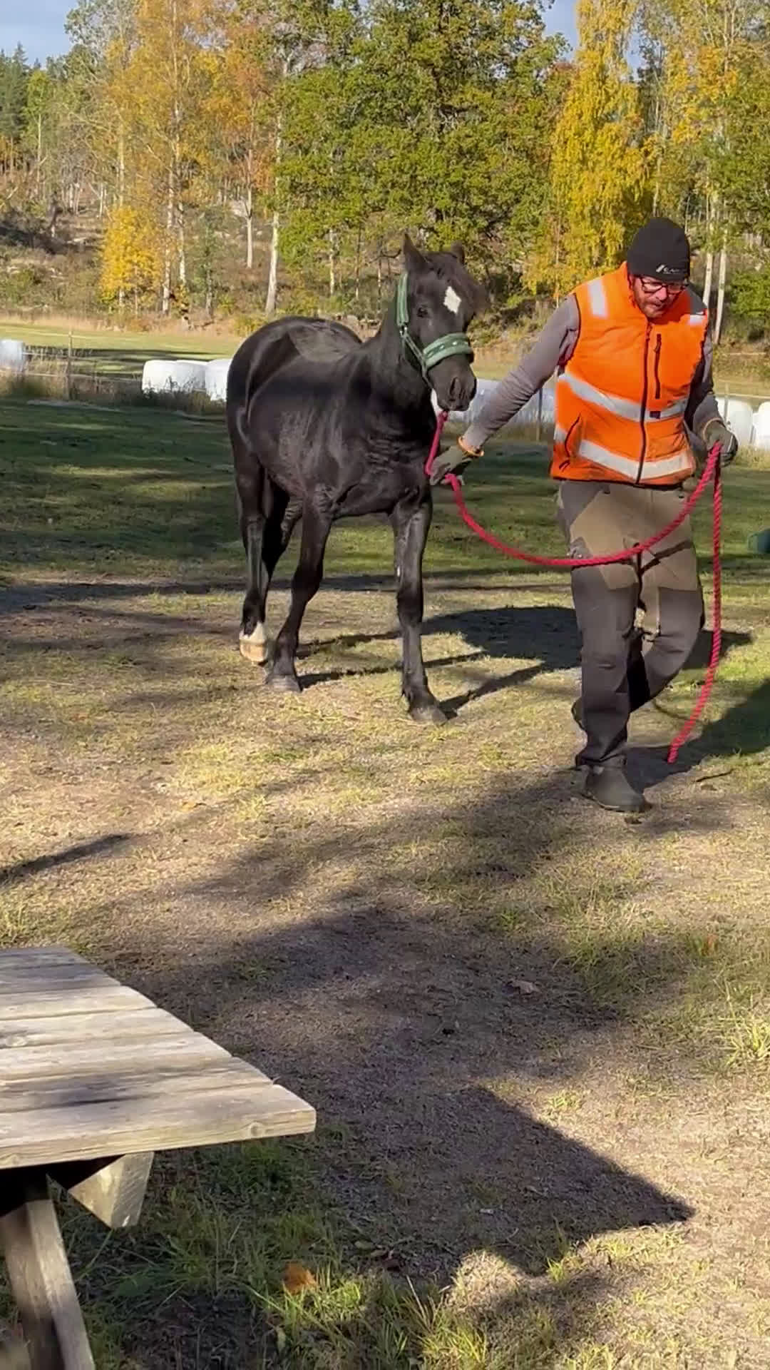 Allround hästar till salu: Snygg, svart hingst i Åtvidaberg - Video 1