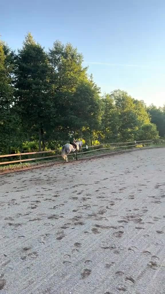 Hoppning hästar till salu: Tävlingsponny med utstrålning - Video 2