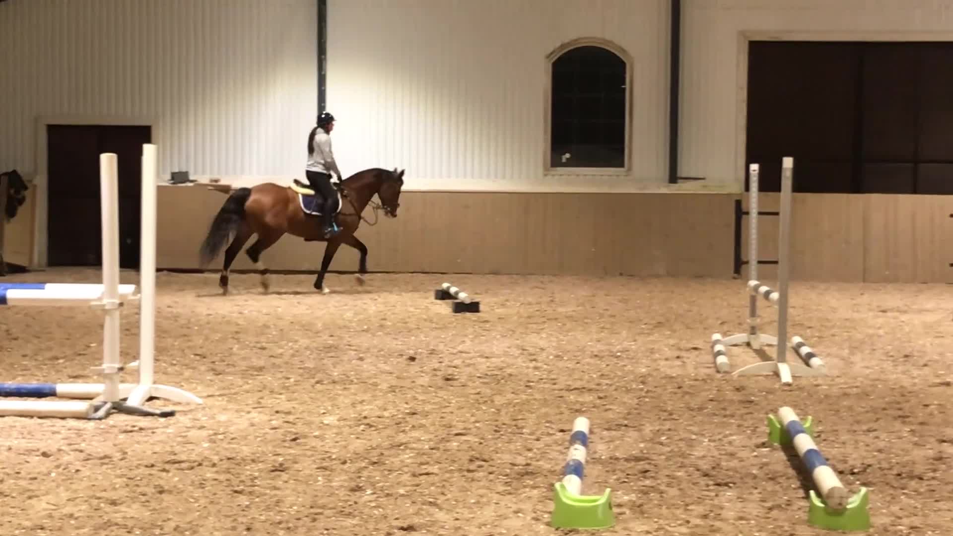 Hoppning hästar till salu: Snygg och modig hopphäst - Video 1
