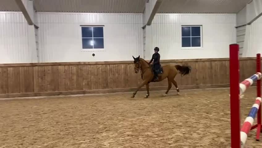 Hoppning hästar till salu: Fantastisk juniorhäst - Video 1