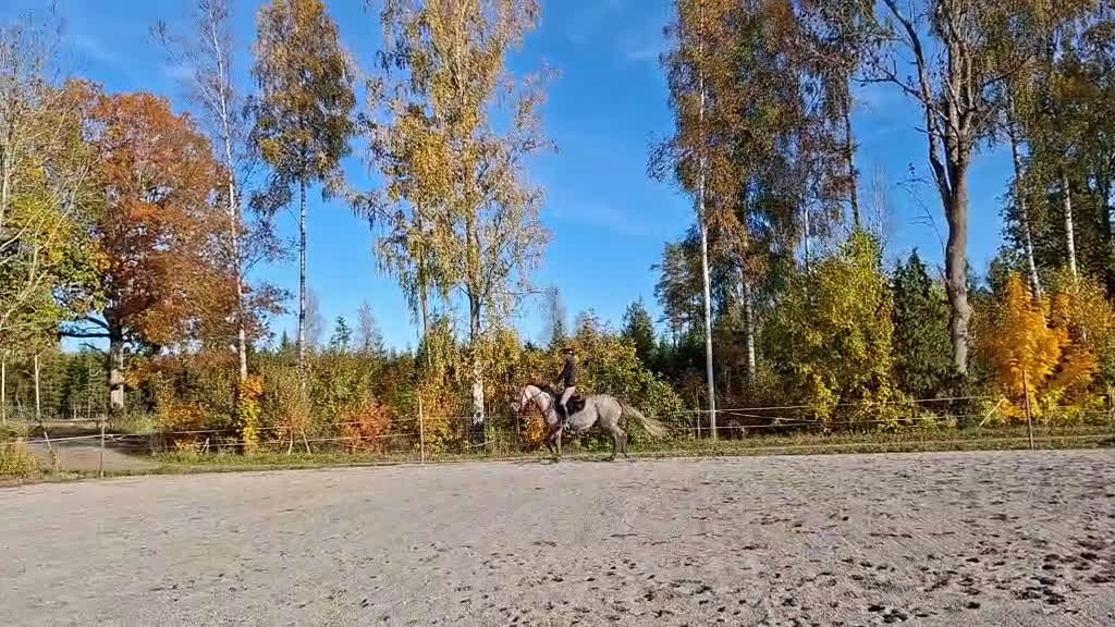 Allround hästar till salu: 3 årigt sto  i Landsbro - Video 1