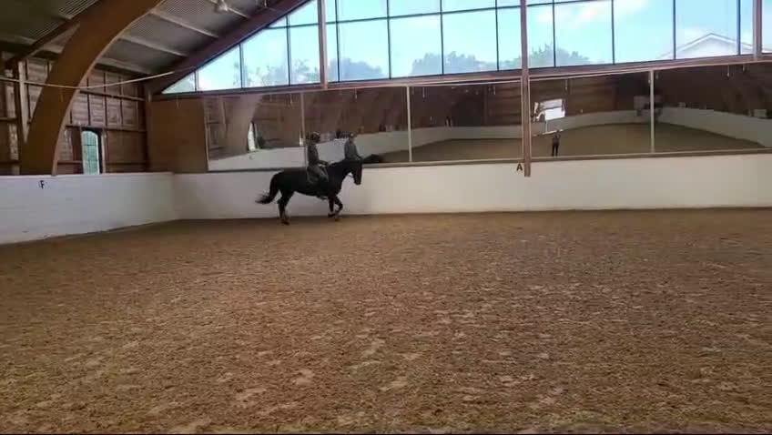 Dressyr hästar till salu: GP ämne i dressyr.. Diplomsto i Läckeby - Video 1