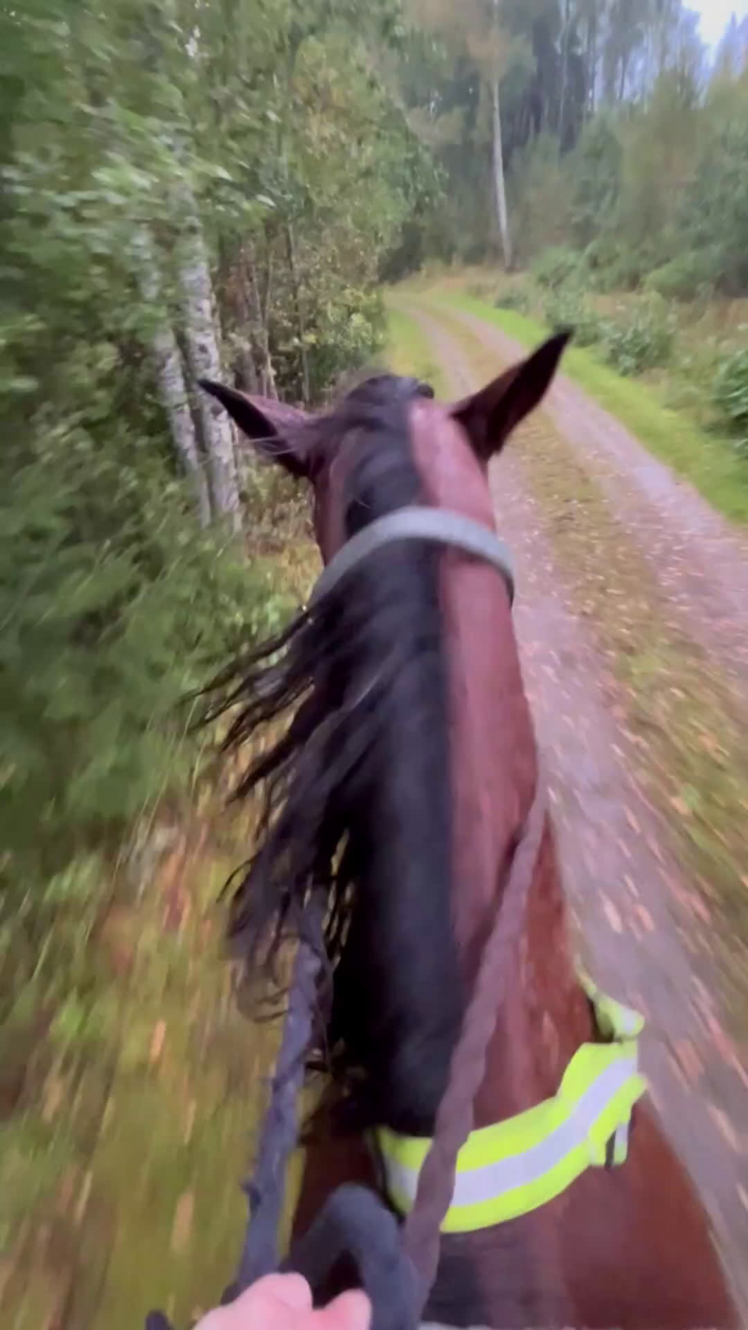 Allround hästar till salu: Ridtravare för hobbyridning i Storfors - Video 4