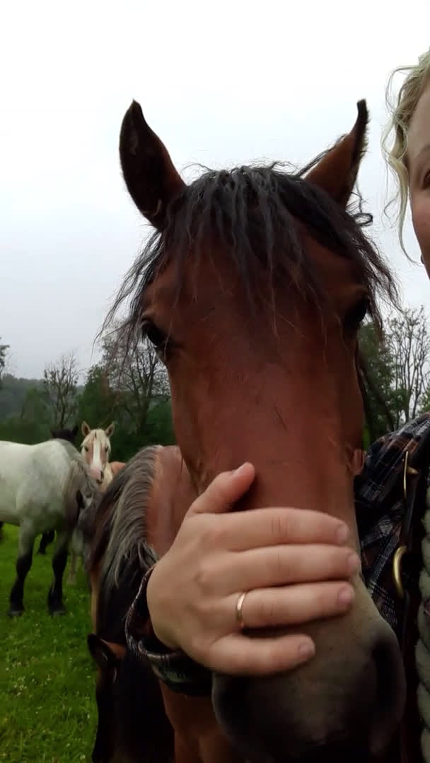 Allround hästar till salu: Kigermustang Säljes alt Bytes  i Vedum - Video 1