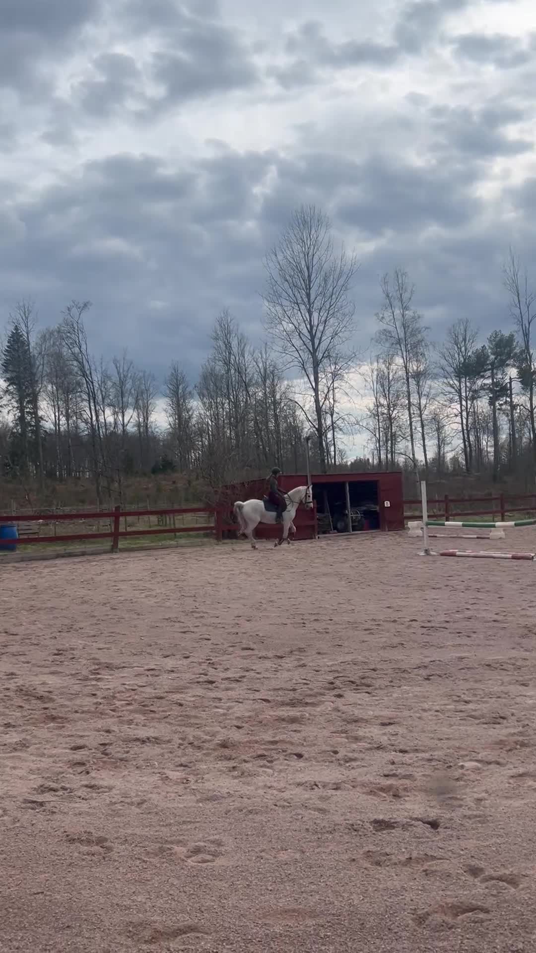Allround hästar till salu: Vacker D ponny - Video 1
