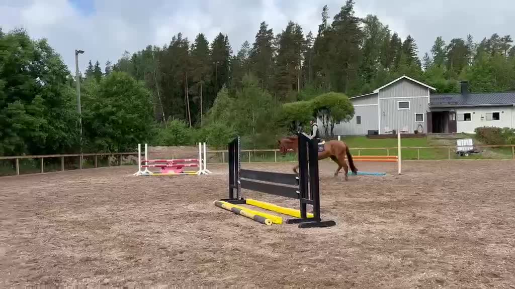 Hoppning hästar till salu: Lovande 5 årig FWB hopphäst säljes - Video 2