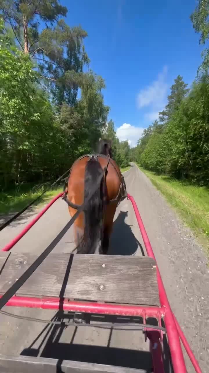 Allround hästar till salu: Trevlig fullblodsvalack, inkörd - Video 5