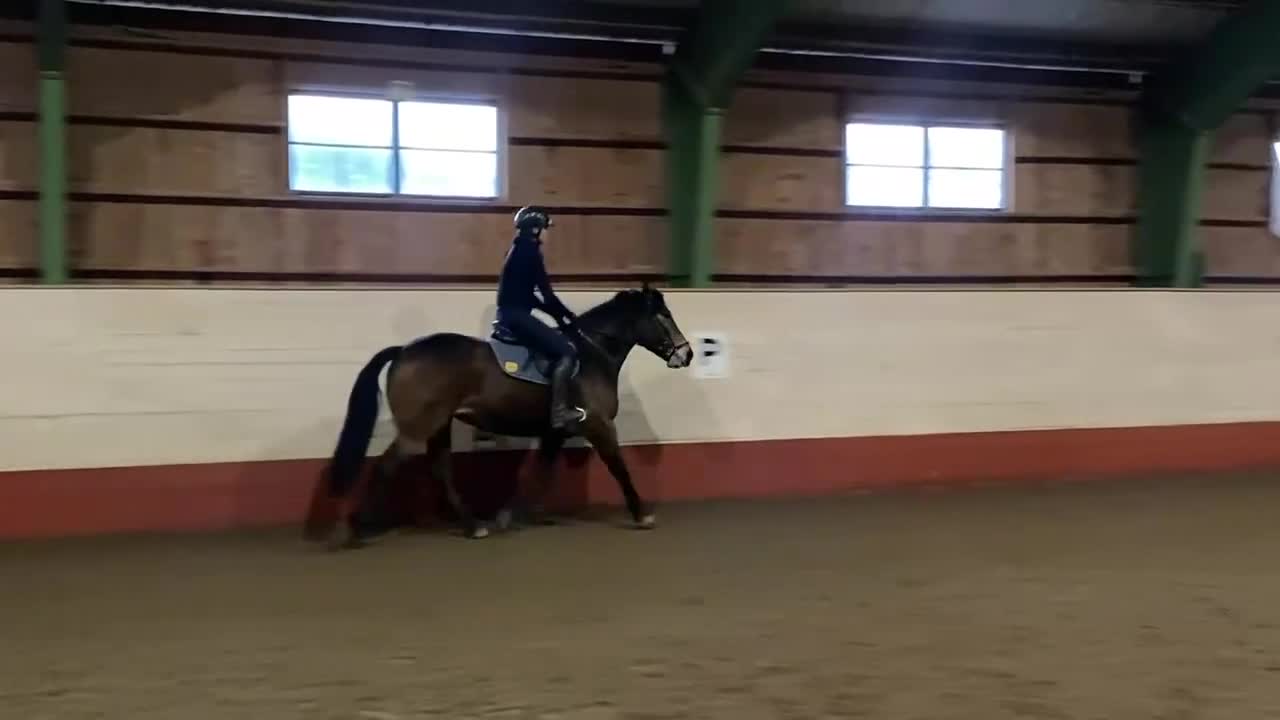 Allround hästar till salu: PRINCESS ROYAL LEGACY -fantastiskt sto m potential i Gnesta - Video 1