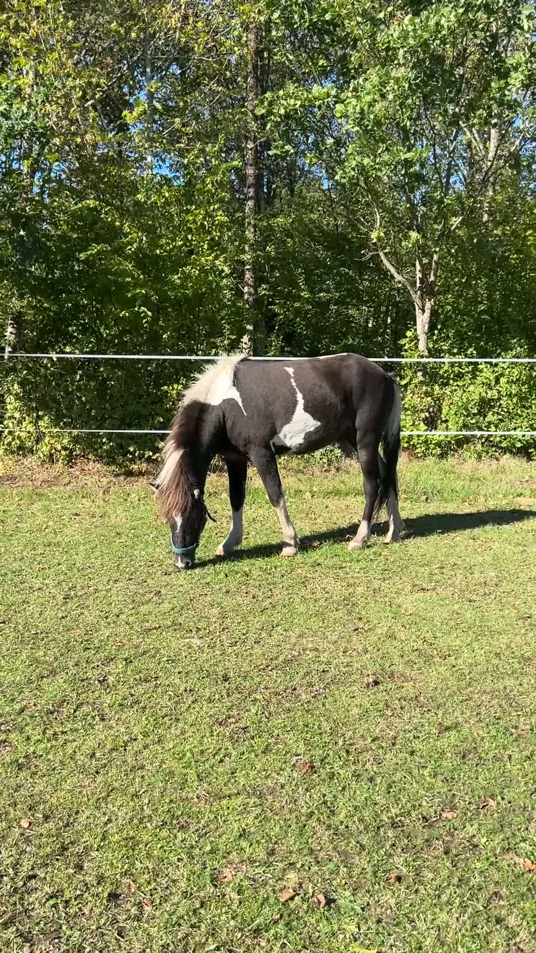 Island hästar till salu: Vacker svartskäckhingst - Video 1