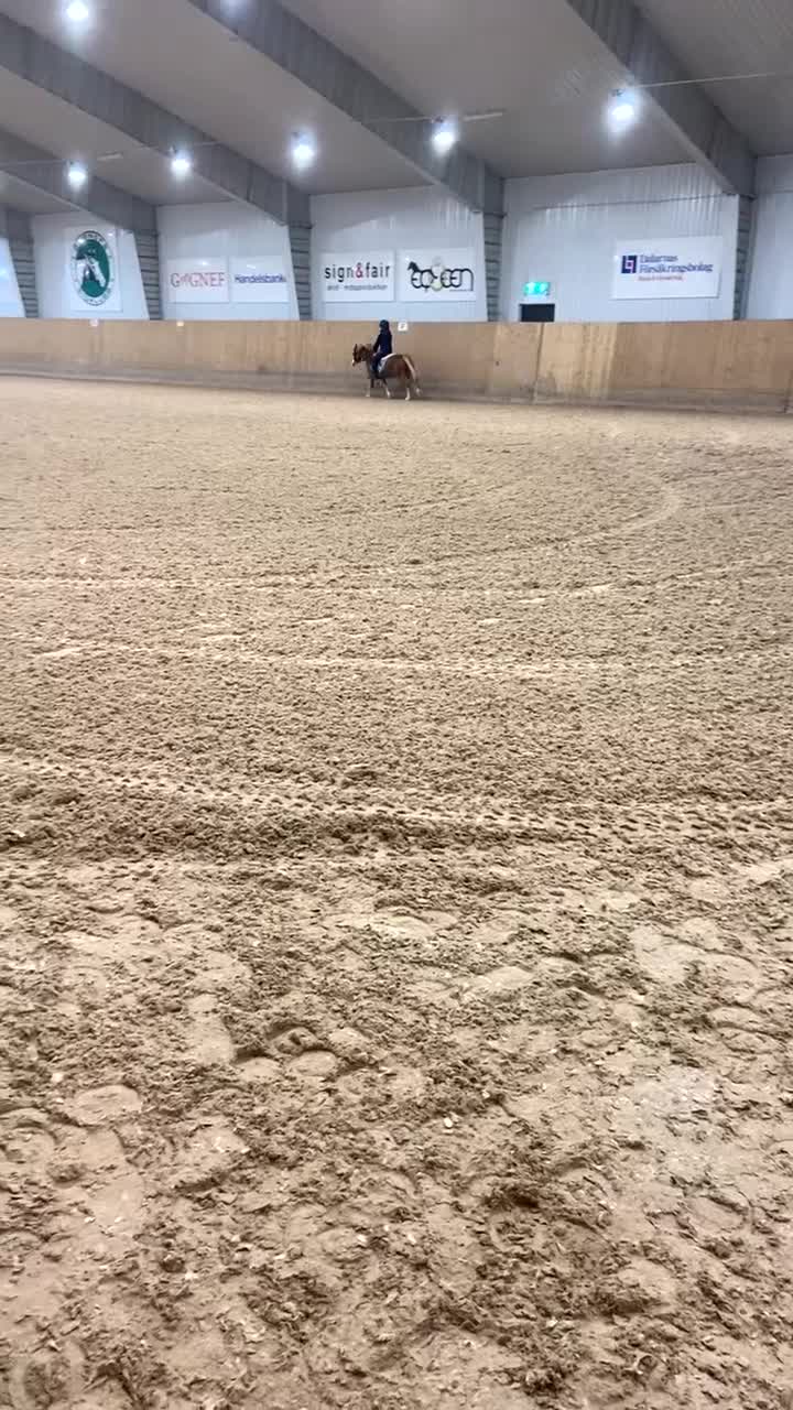 Allround hästar till salu: Welsh Mountain söker nytt hem 💙 i Mockfjärd - Video 3