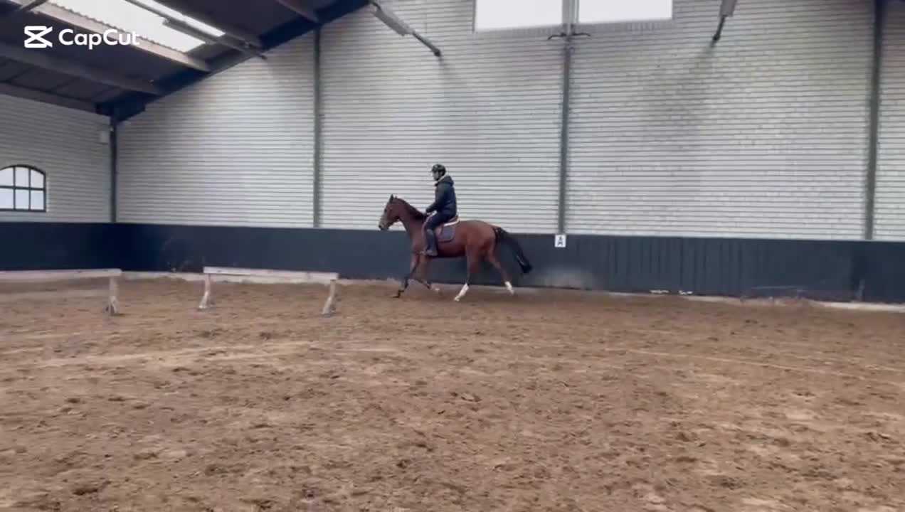 Hoppning hästar till salu: 4 års holsteiner valack - Video 1