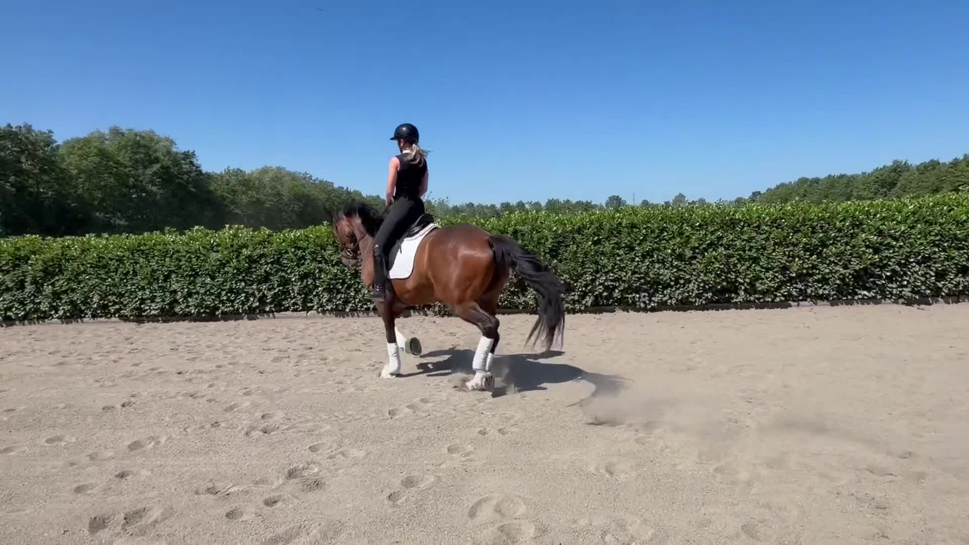 Dressyr hästar till salu: Top rideability and blodlines - Video 2