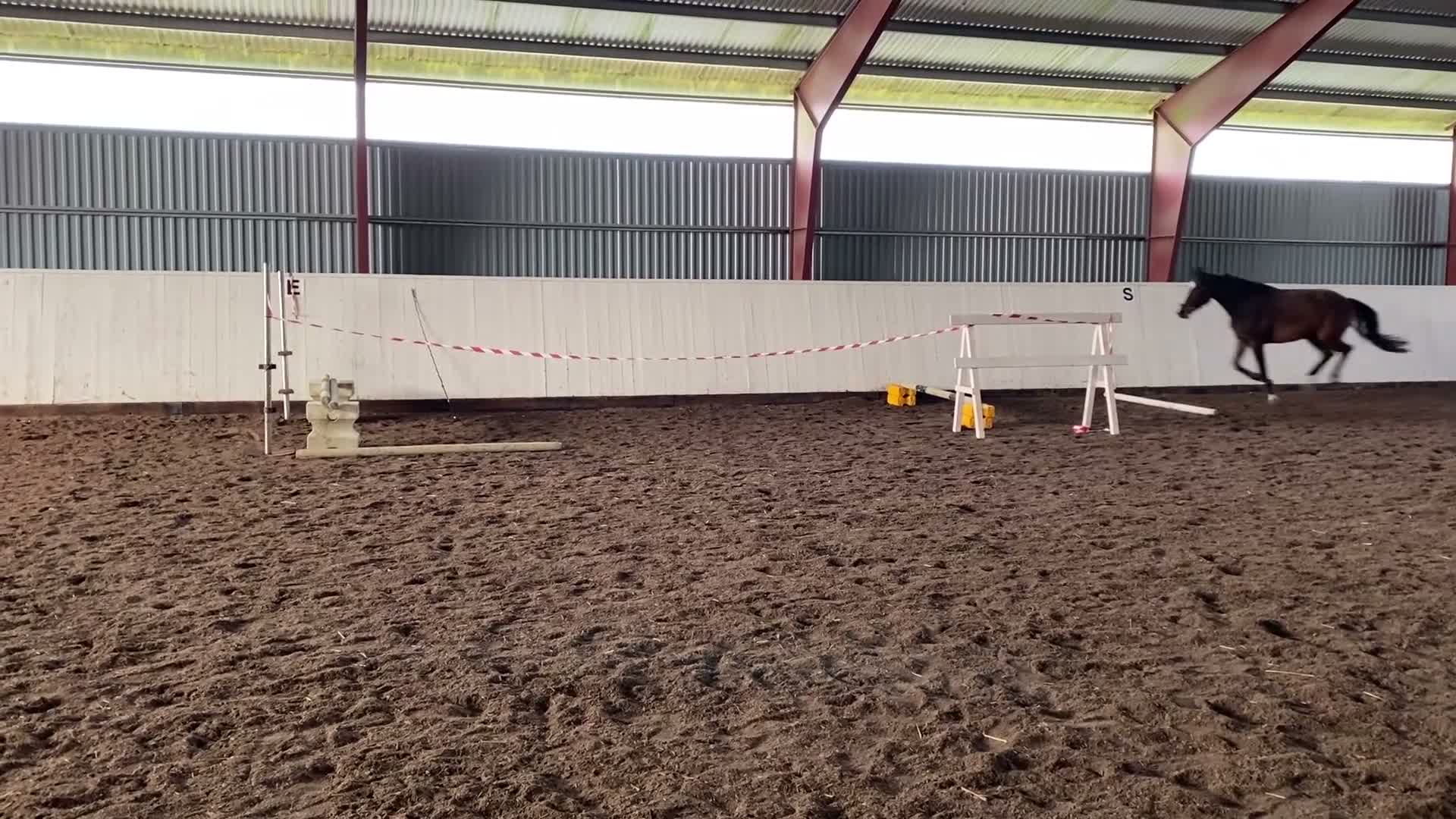 Allround hästar till salu: Sto f.19 söker ny bästavän  - Video 4