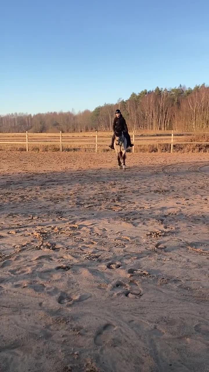 Hoppning hästar till salu: Underbar maxad c-ponny!  - Video 3
