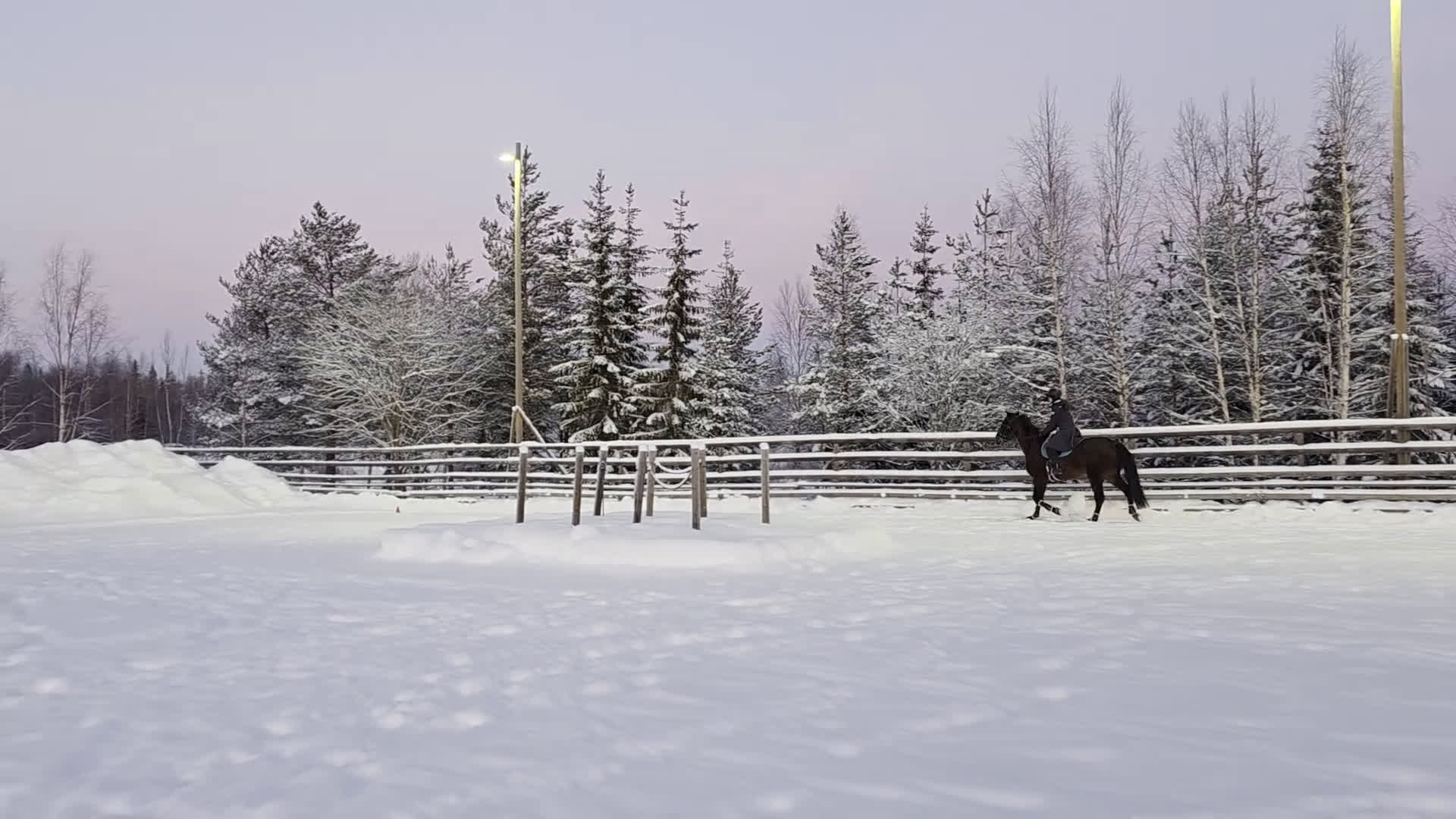 Övrigt hästar till salu: ☆ Sox ☆ i Lycksele - Video 1