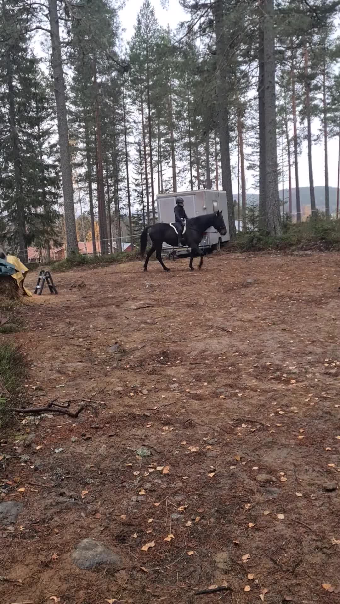 Allround hästar till salu: Vacker ridtravare i Järvsö - Video 2