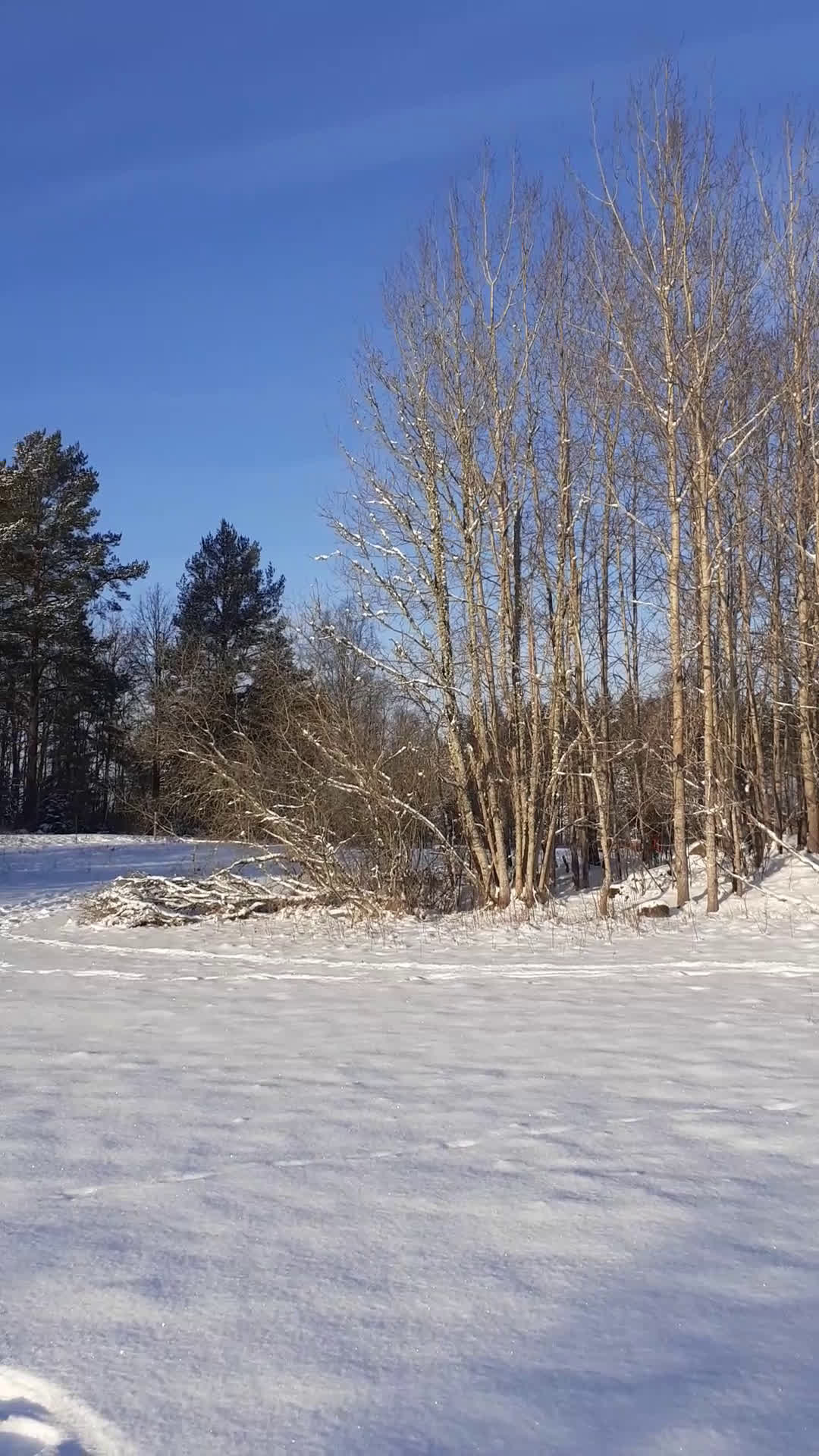  stallplats finnes: Lösdrift där hästar får vara hästar. i Tjällmo - Video 2