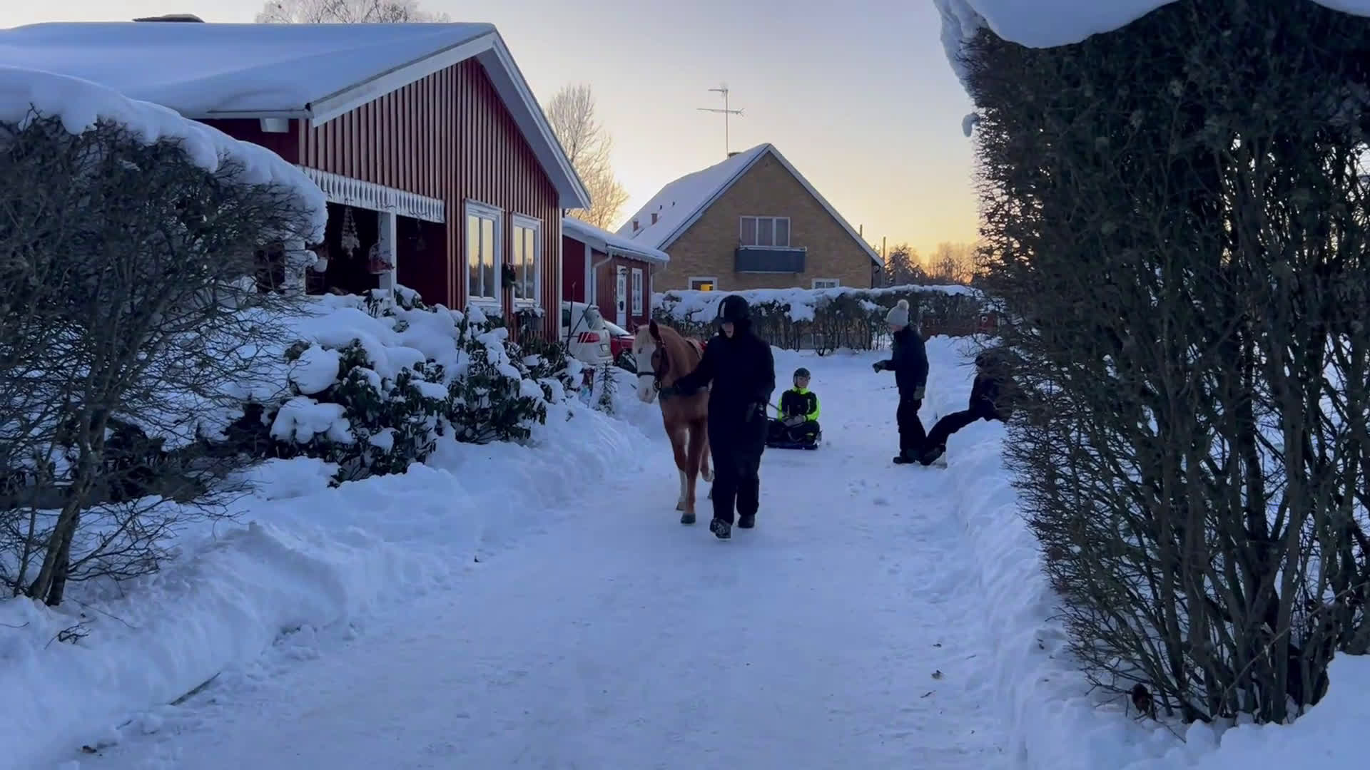 Allround hästar till salu: Guldponnyn Arhults Amazon - Video 5