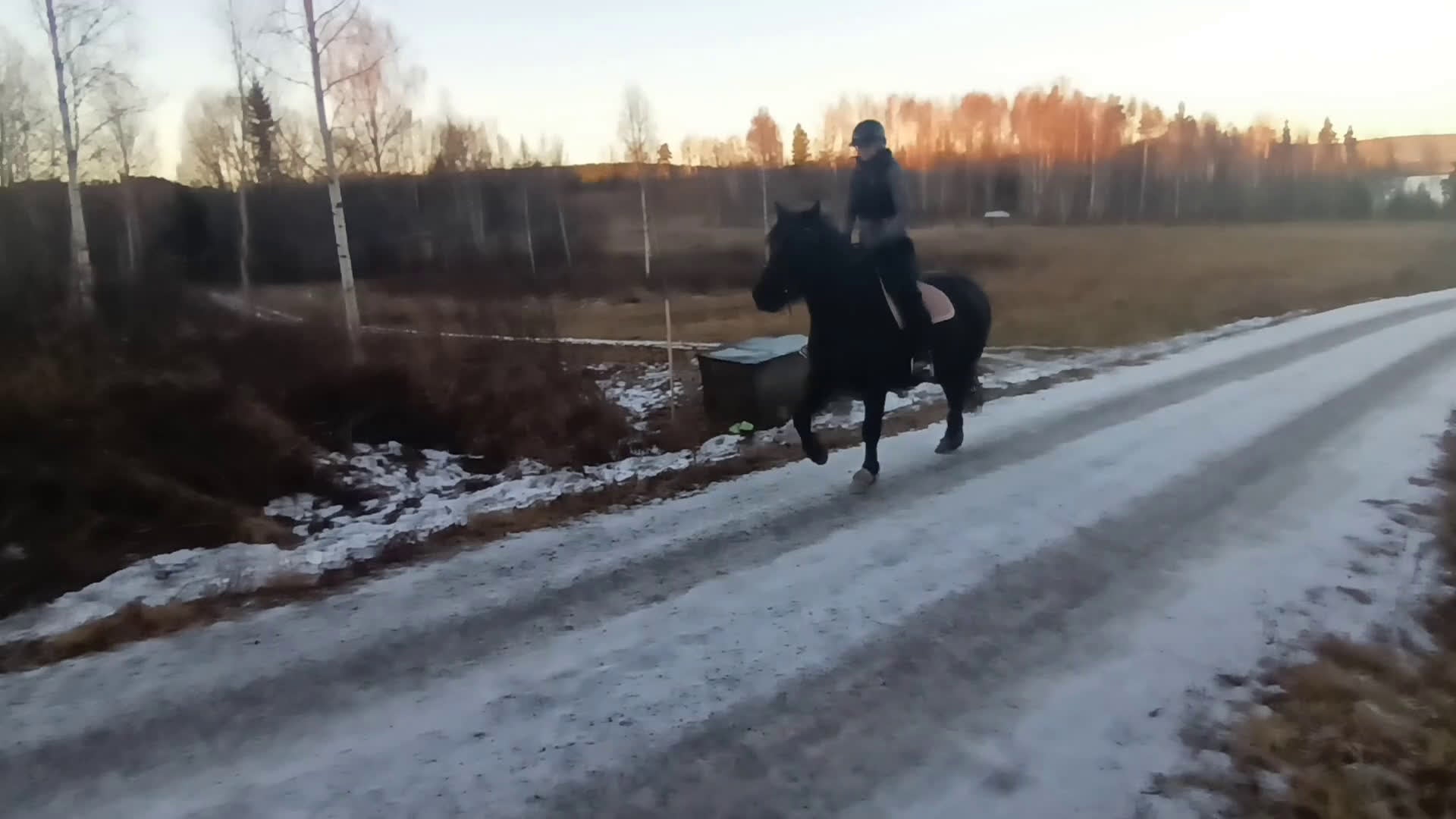 Allround hästar till salu: 7-årig kallblodsvallack. i Matfors - Video 3