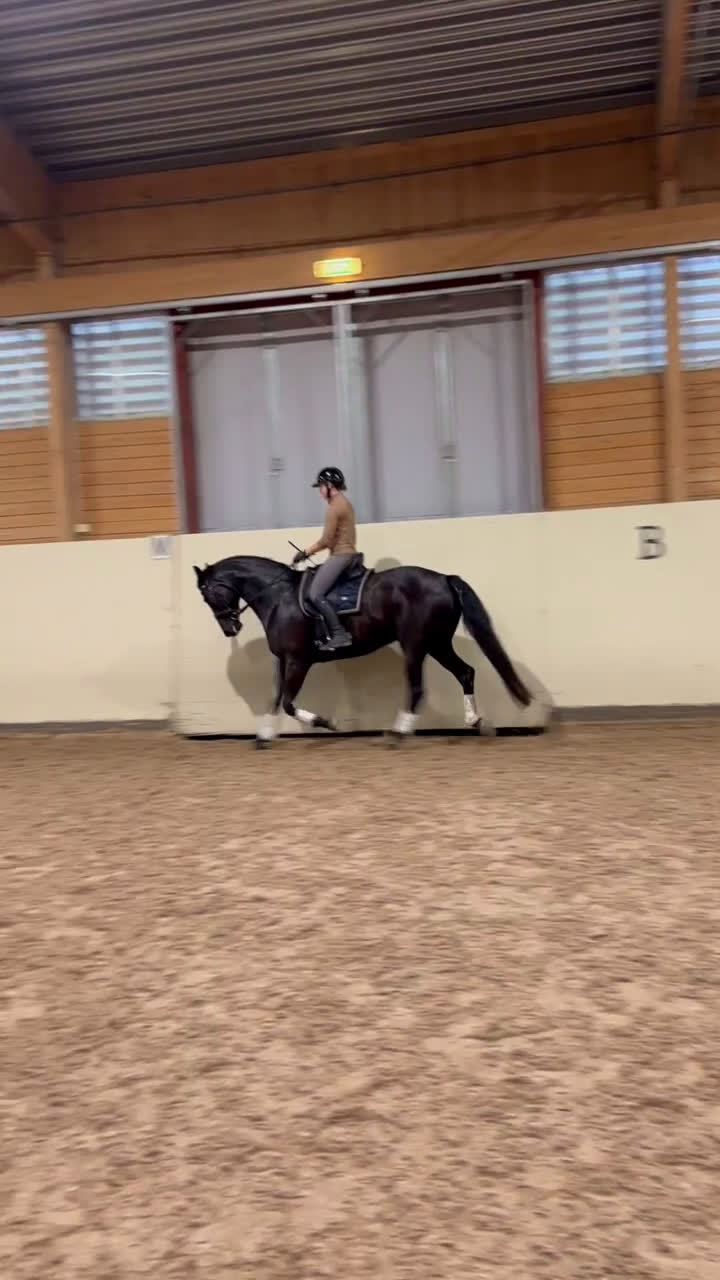 Allround hästar till salu: Dark Diamond  i Strömsholm - Video 3