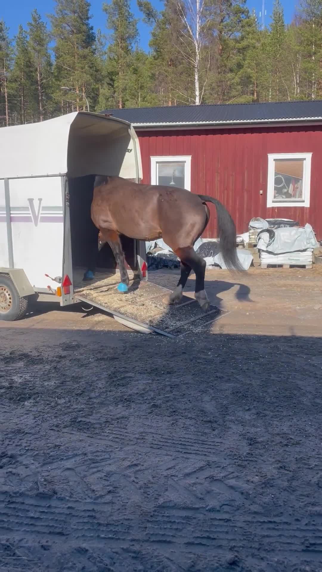 Allround hästar till salu: Din blivande bästavän <3 - Video 5