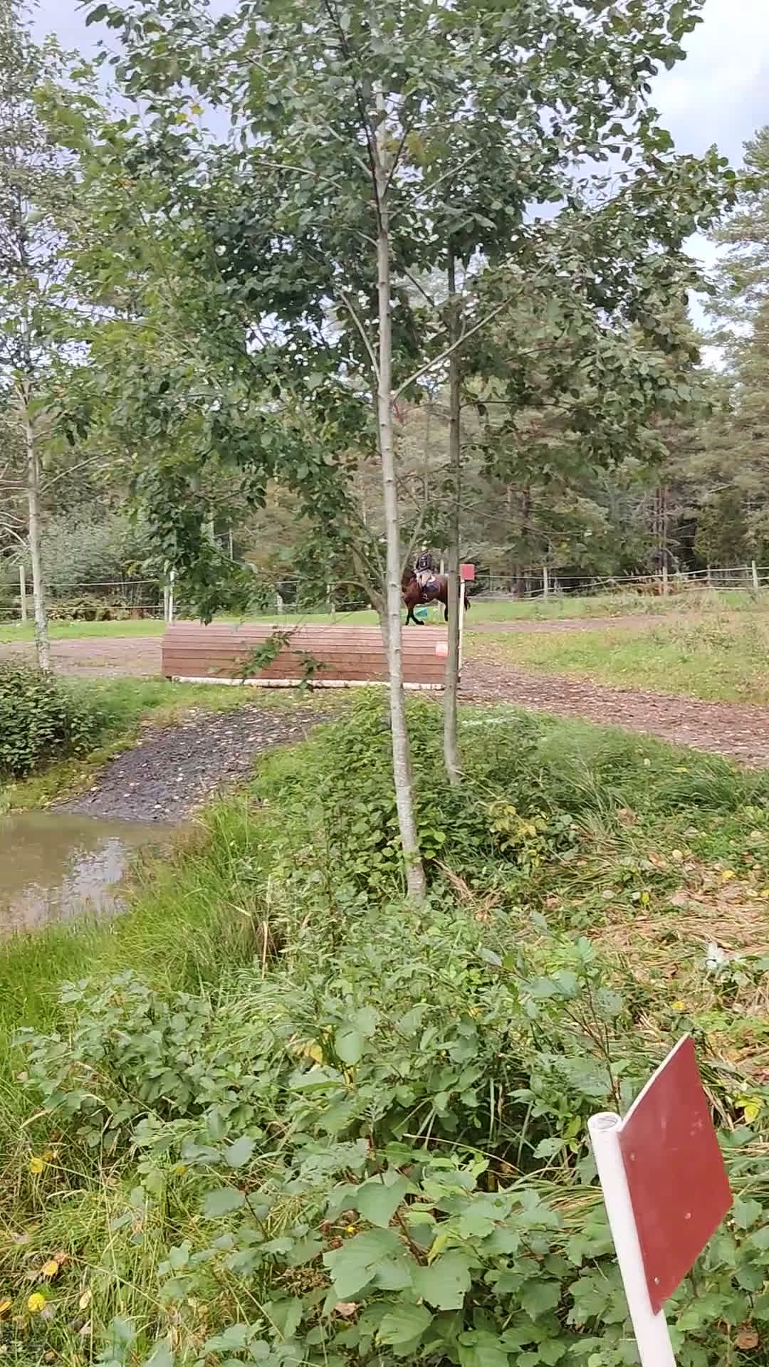 Fälttävlan hästar till salu: Exceptional schoolmaster for any discipline - Video 2