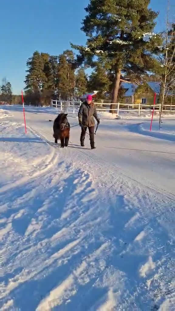 Allround hästar till salu: Sockersött shettissto i Mjölby - Video 4
