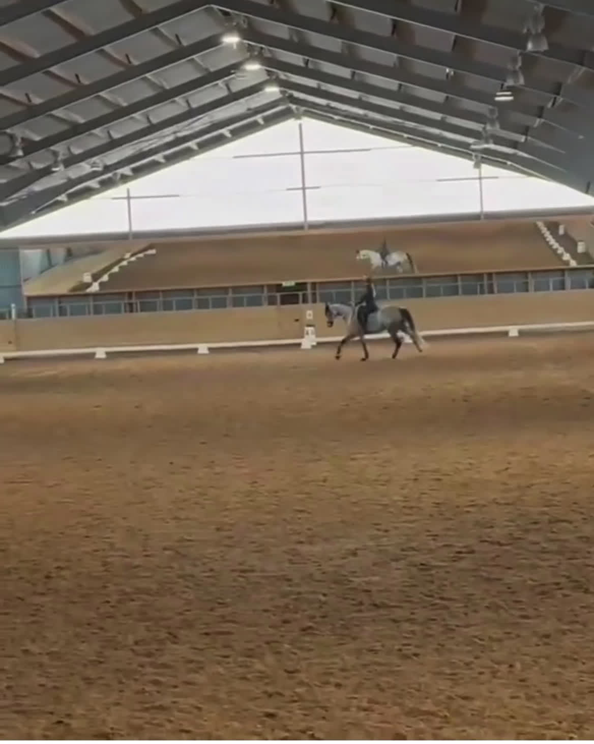 Dressyr hästar till salu: För evigt hem sökes i Norrköping - Video 1