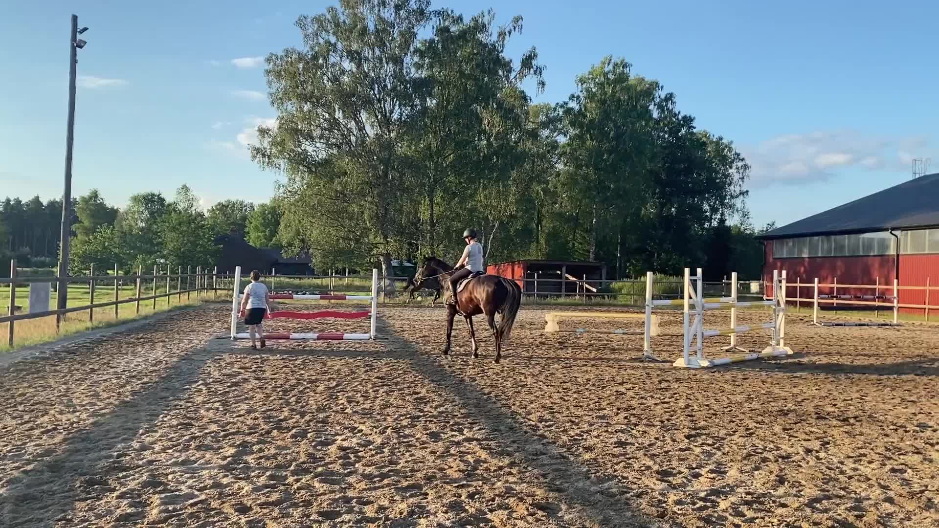 Allround hästar till salu: Lyxig hobbyhäst - Video 3